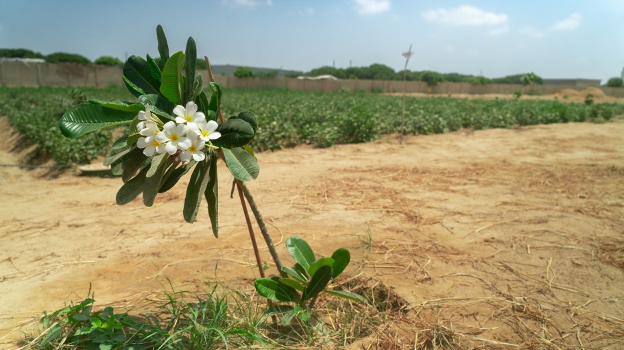 The Soorty Organic Cotton Initiative (SOCI) announced this week that it is first private-sector textile manufacturer initiative in Pakistan to be recognized by the Organic Cotton Accelerator (OCA) as a partner in the OCA Seed Commercialization Initiative.