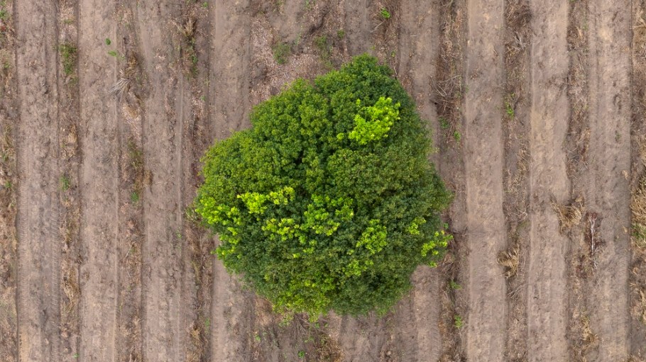 Brazil deforestation