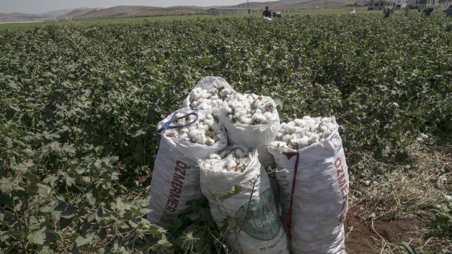 Cotton fields in the Reyhanli district of Hatay, Turkey.
