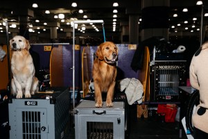 Westminster Dog Show 2026