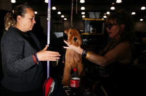 Westminster Dog Show 2026