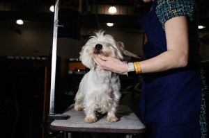 Westminster Dog Show 2026