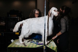 Westminster Dog Show 2026