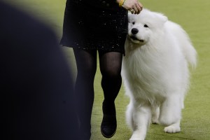 Westminster Dog Show 2026