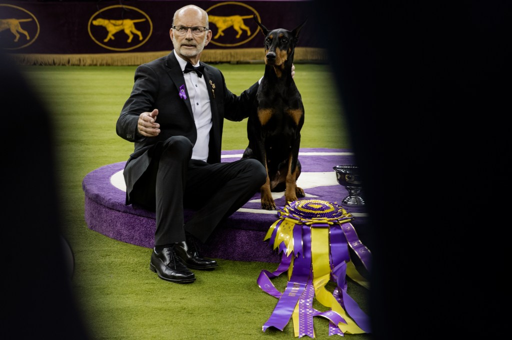 Top Dogs: Inside the 150th Westminster Dog Show in New York City