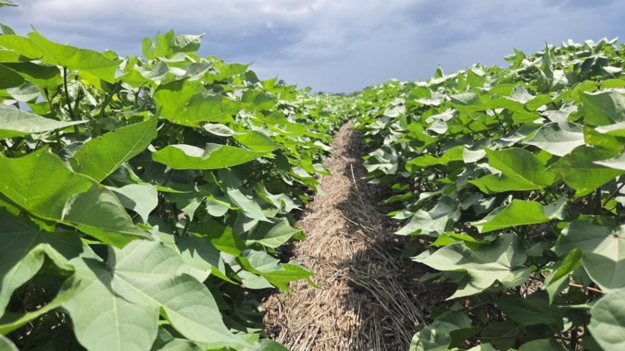 To scale and verify regenerative practices in the U.S. cotton industry, the Trust Protocol launched its Field Partner Program pilot in 2025.