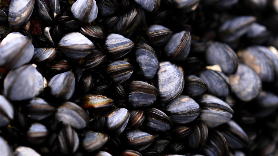 DAYMER BAY, UNITED KINGDOM - APRIL 20: Mussel Shells are seen at Trebarwith Strand Beach on April 20, 2026 in Trebarwith Strand United Kingdom. (Photo by Harry Trump/Getty Images)