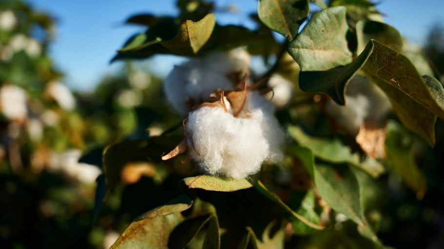 Close-up of cotton crops on a farm.